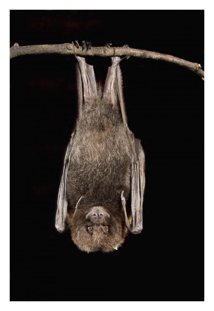 Rodrigues Flying Fox roosting, native to Rodrigues Island-Paper Art-22"x32"