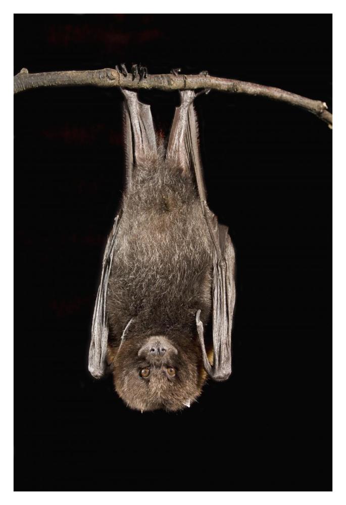 Rodrigues Flying Fox roosting, native to Rodrigues Island-Paper Art-26"x38"