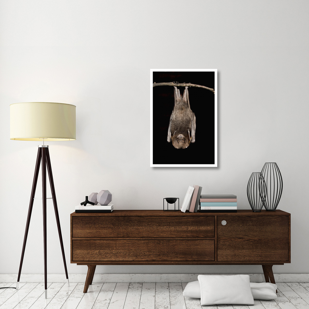 Rodrigues Flying Fox roosting, native to Rodrigues Island-Paper Art-26&quotx38"