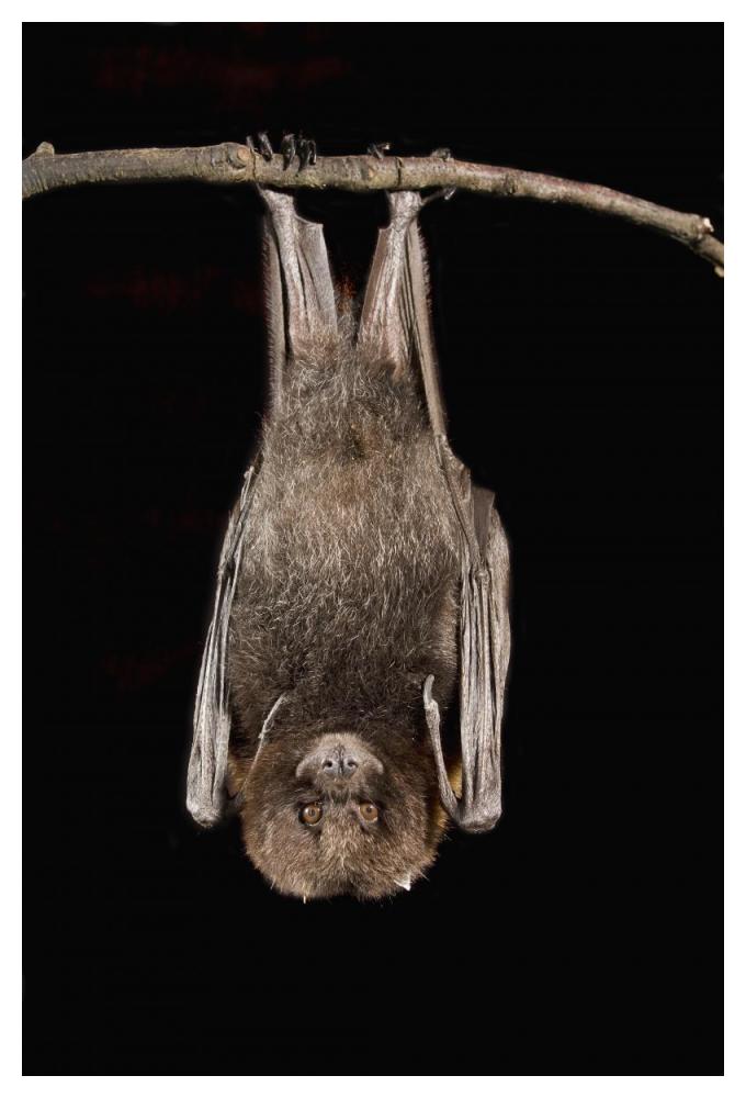 Rodrigues Flying Fox roosting, native to Rodrigues Island-Paper Art-34"x50"