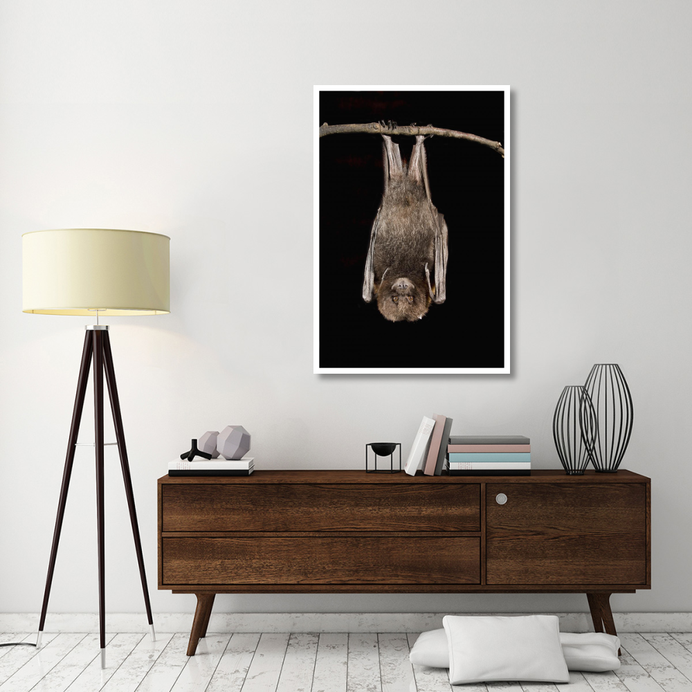 Rodrigues Flying Fox roosting, native to Rodrigues Island-Paper Art-34&quotx50"