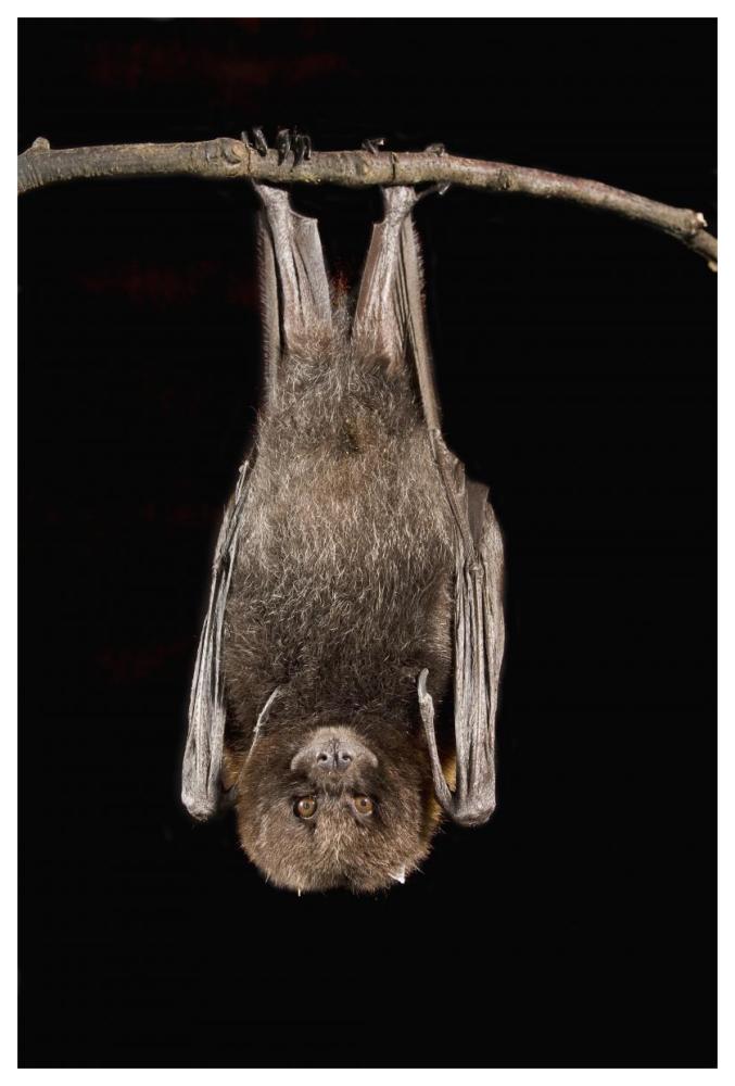 Rodrigues Flying Fox roosting, native to Rodrigues Island-Paper Art-42"x62"