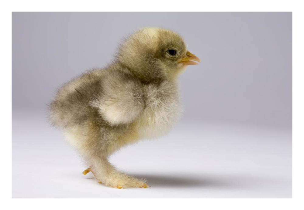 Domestic Chicken, banty morph, about one week after hatching-Paper Art-26"x18"