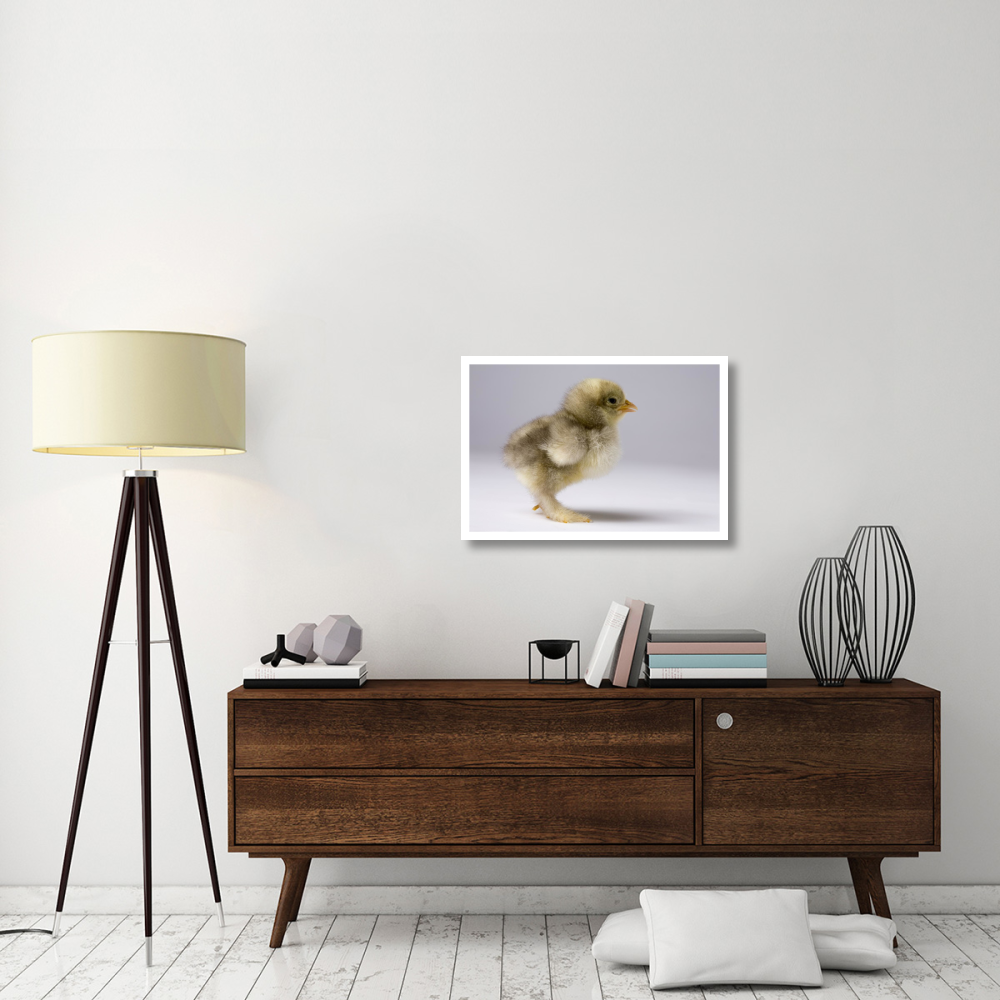 Domestic Chicken, banty morph, about one week after hatching-Paper Art-32&quotx22"