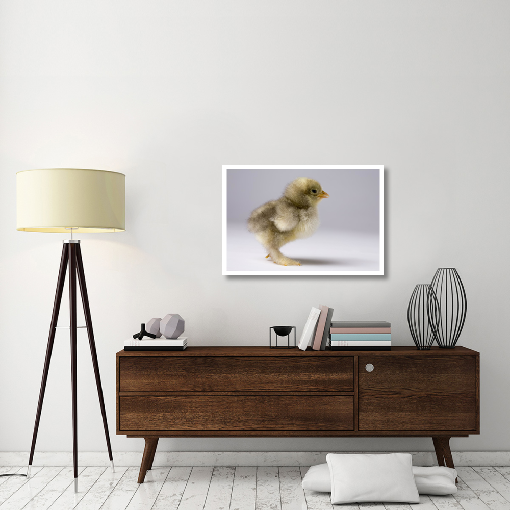 Domestic Chicken, banty morph, about one week after hatching-Paper Art-38&quotx26"
