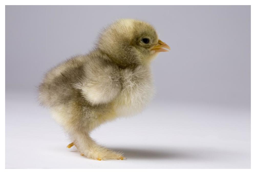 Domestic Chicken, banty morph, about one week after hatching-Paper Art-50"x34"