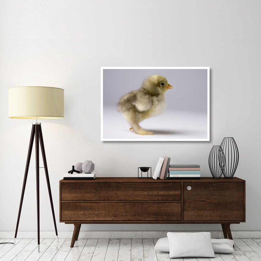 Domestic Chicken, banty morph, about one week after hatching-Paper Art-50&quotx34"