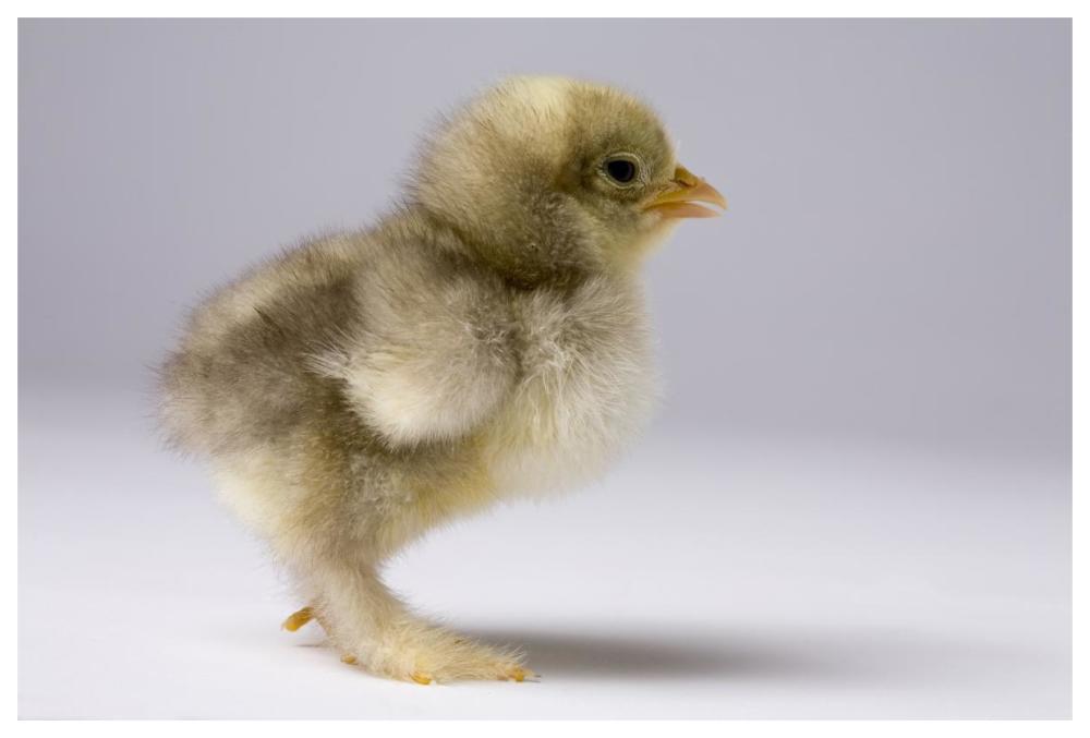 Domestic Chicken, banty morph, about one week after hatching-Paper Art-62"x42"