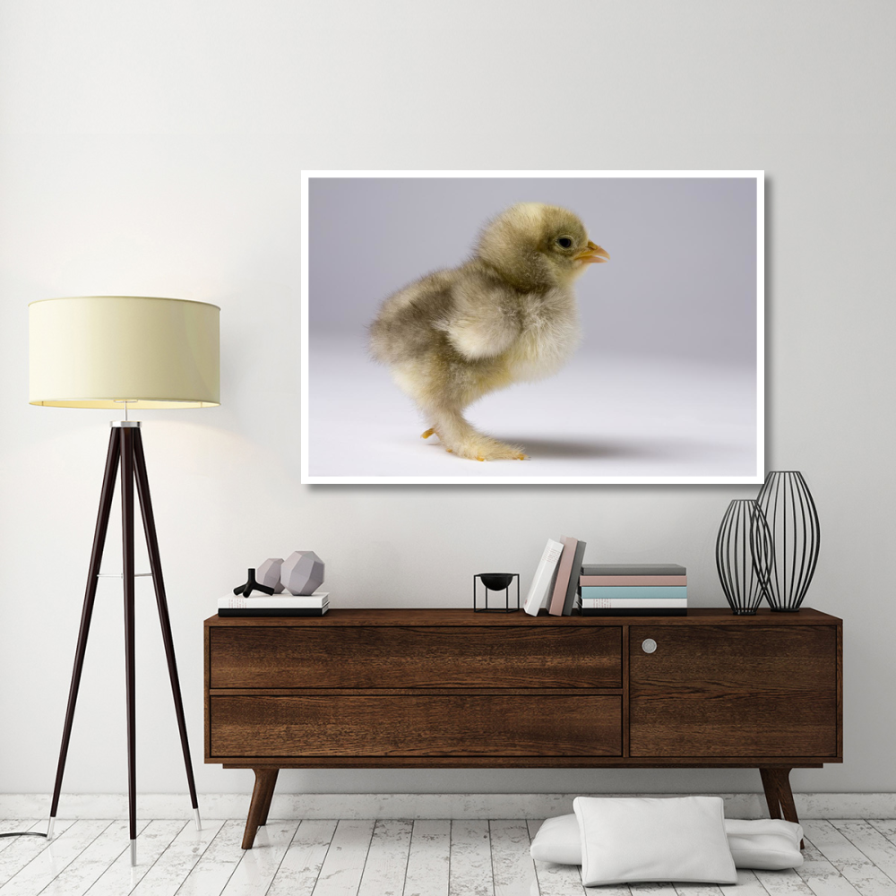 Domestic Chicken, banty morph, about one week after hatching-Paper Art-62&quotx42"