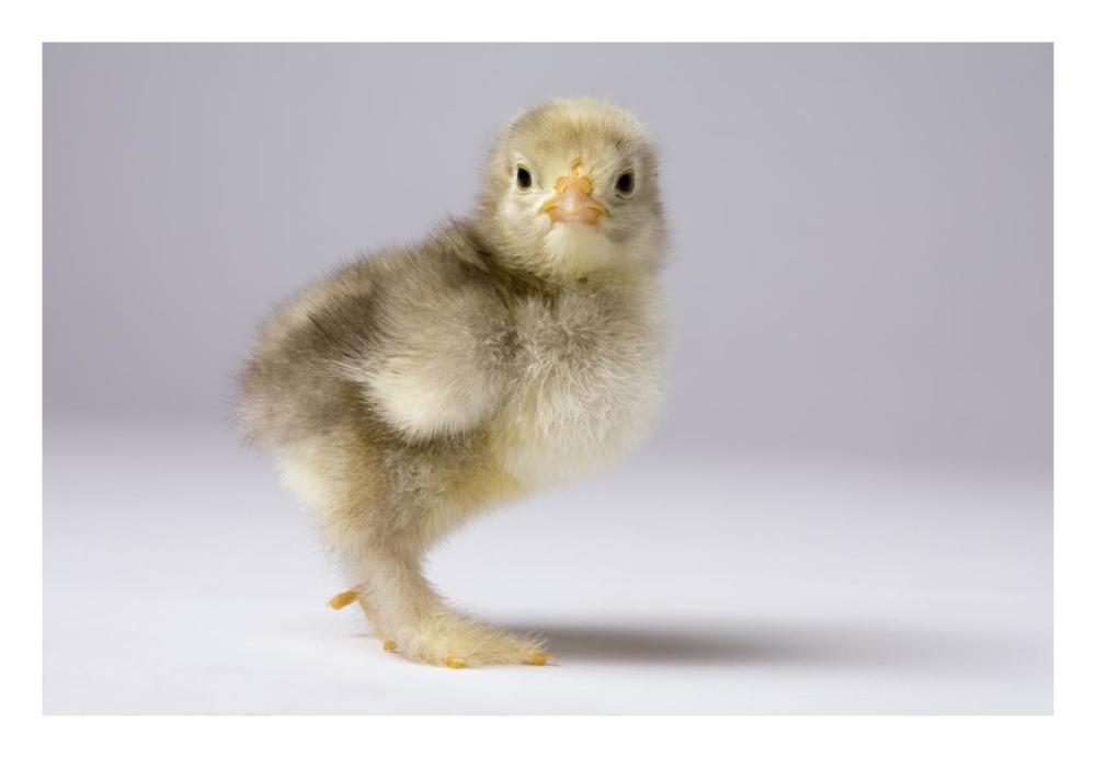 Domestic Chicken, banty morph, about one week after hatching-Paper Art-26"x18"