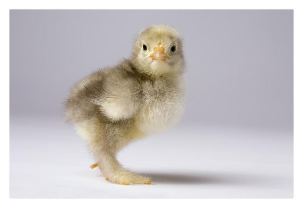 Domestic Chicken, banty morph, about one week after hatching-Paper Art-32"x22"
