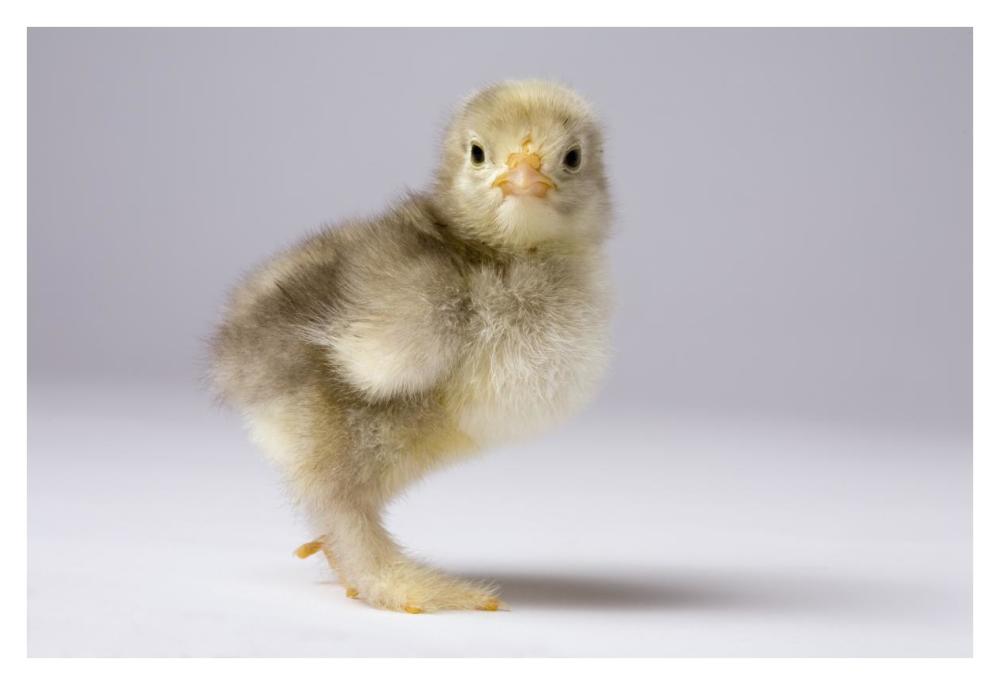 Domestic Chicken, banty morph, about one week after hatching-Paper Art-38"x26"