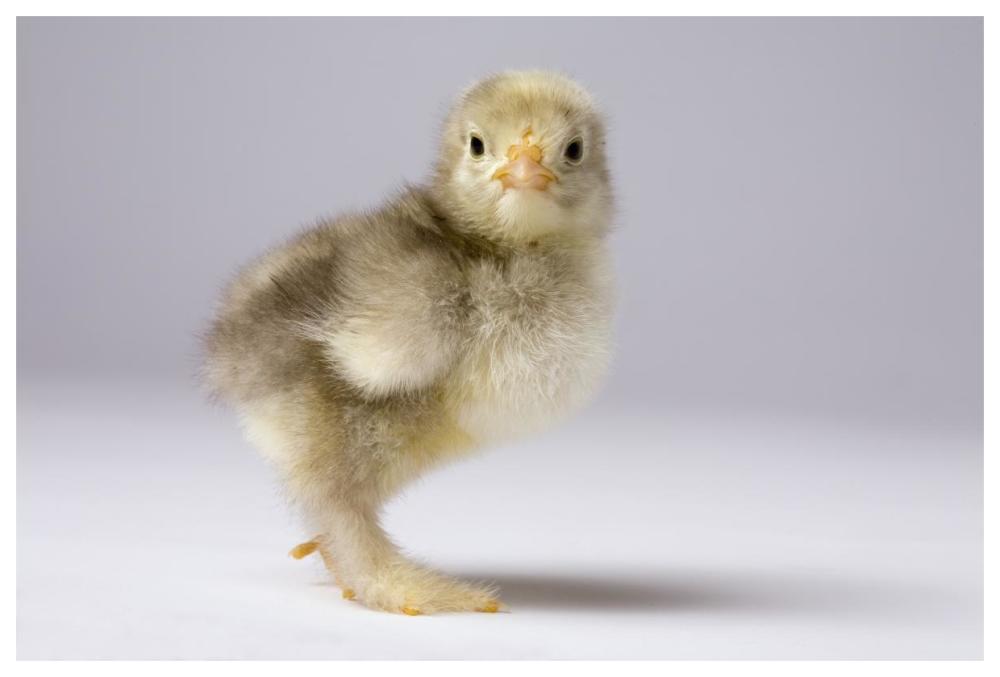 Domestic Chicken, banty morph, about one week after hatching-Paper Art-62"x42"