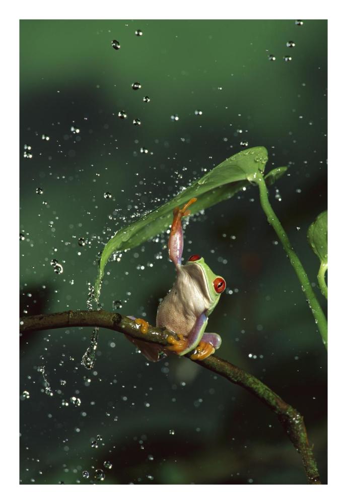 Red-eyed Tree Frog in rain, native to Central and South America-Paper Art-18"x26"