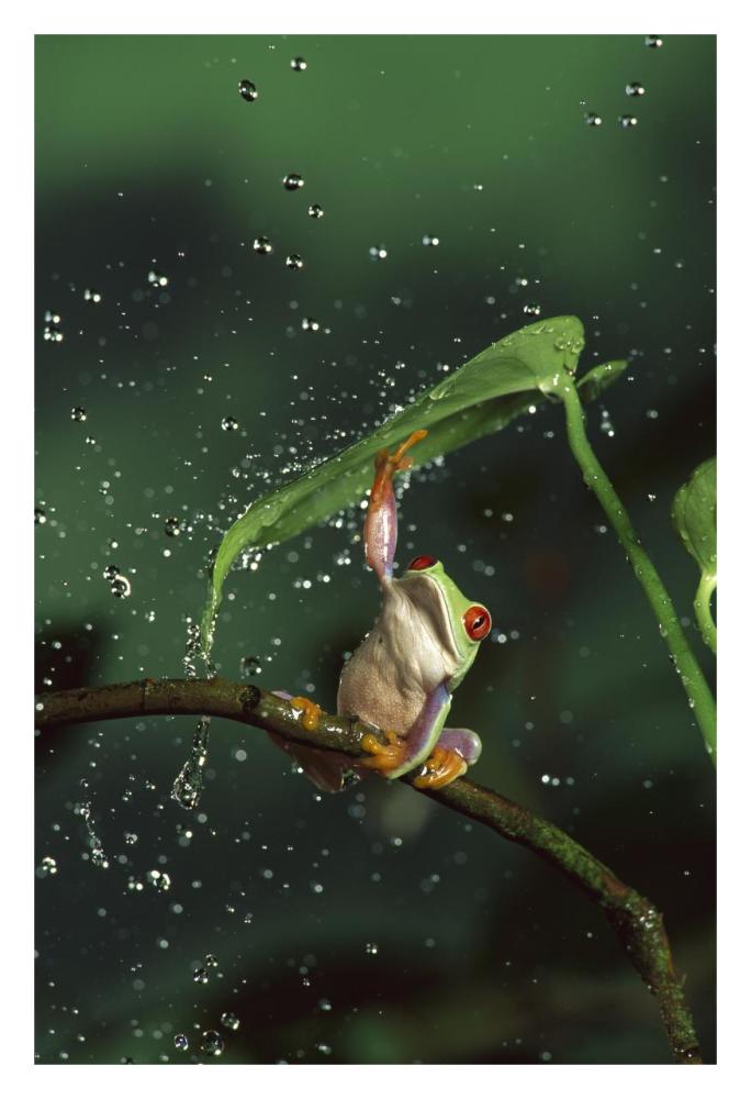 Red-eyed Tree Frog in rain, native to Central and South America-Paper Art-22"x32"