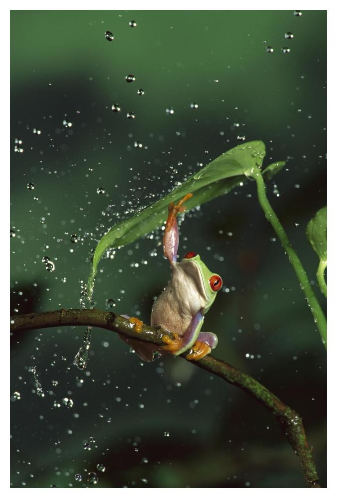 Red-eyed Tree Frog in rain, native to Central and South America-Paper Art-34"x50"