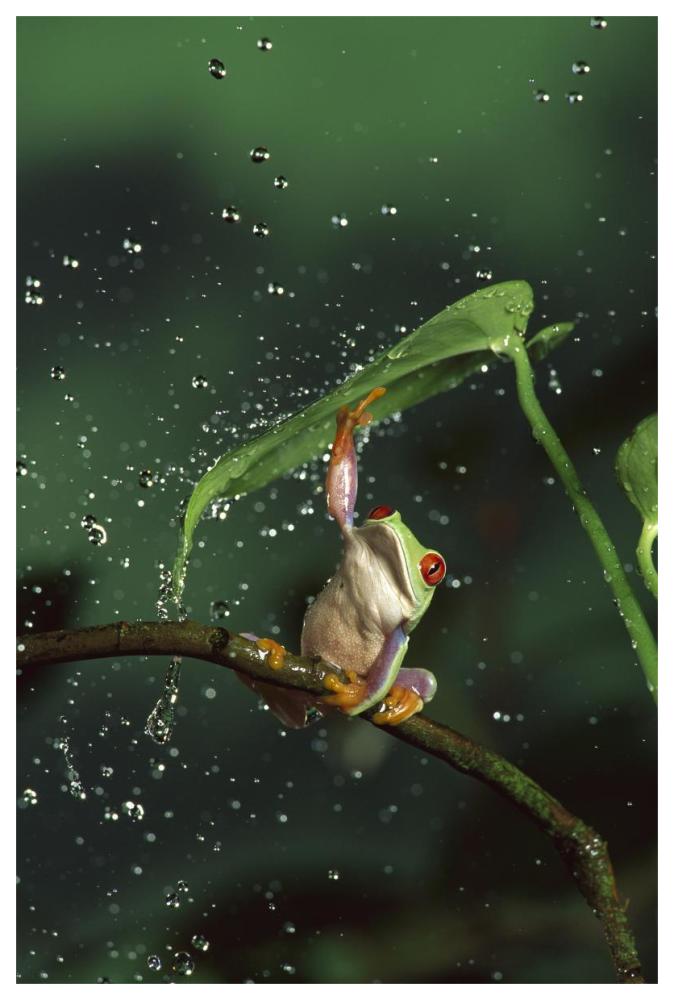 Red-eyed Tree Frog in rain, native to Central and South America-Paper Art-42"x62"
