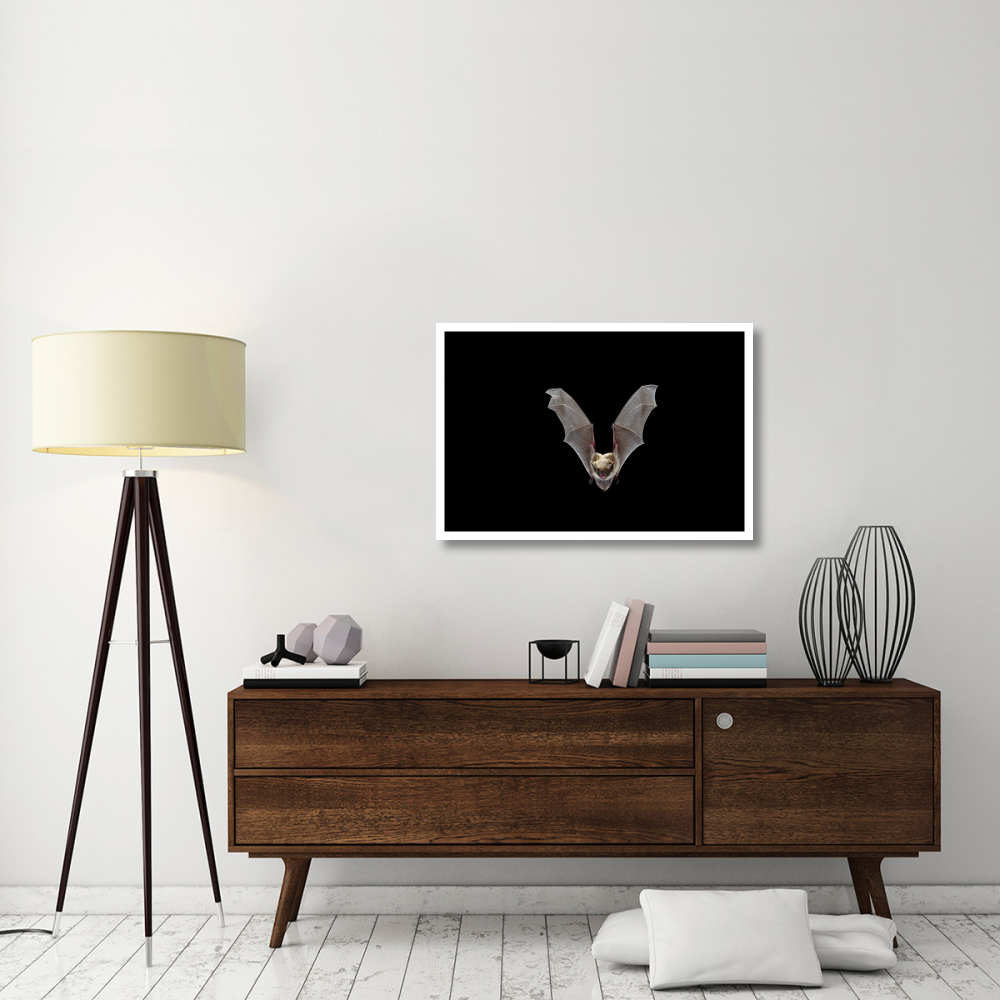 Yuma Myotis bat, female flying, Drake Creek, Lake County, Oregon-Paper Art-38&quotx26"
