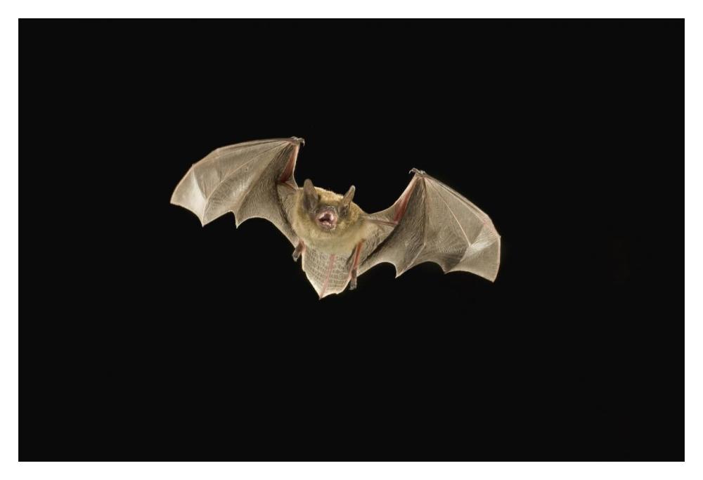 Little Brown Bat flying at night, Coconino National Forest, Arizona-Paper Art-20"x14"