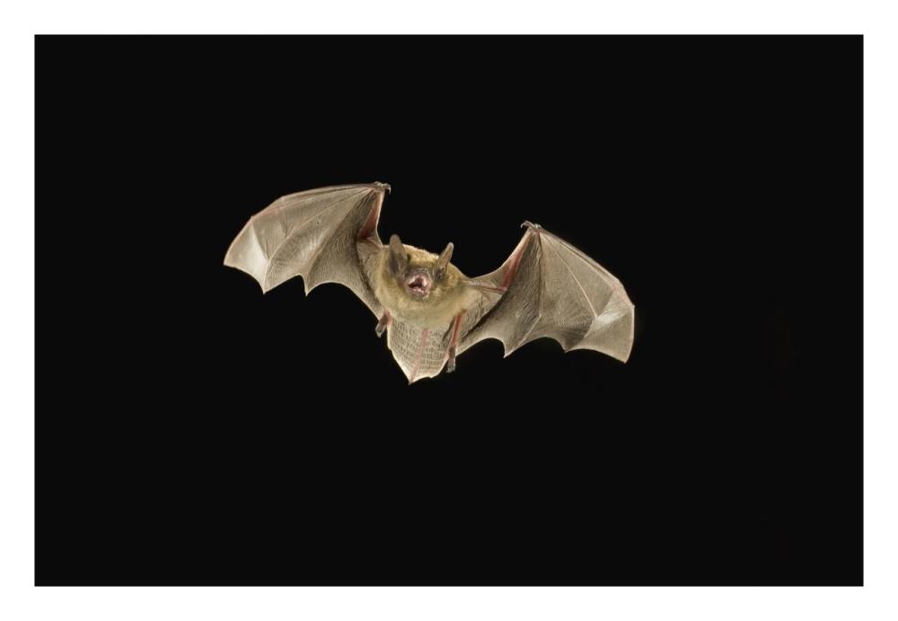 Little Brown Bat flying at night, Coconino National Forest, Arizona-Paper Art-26"x18"