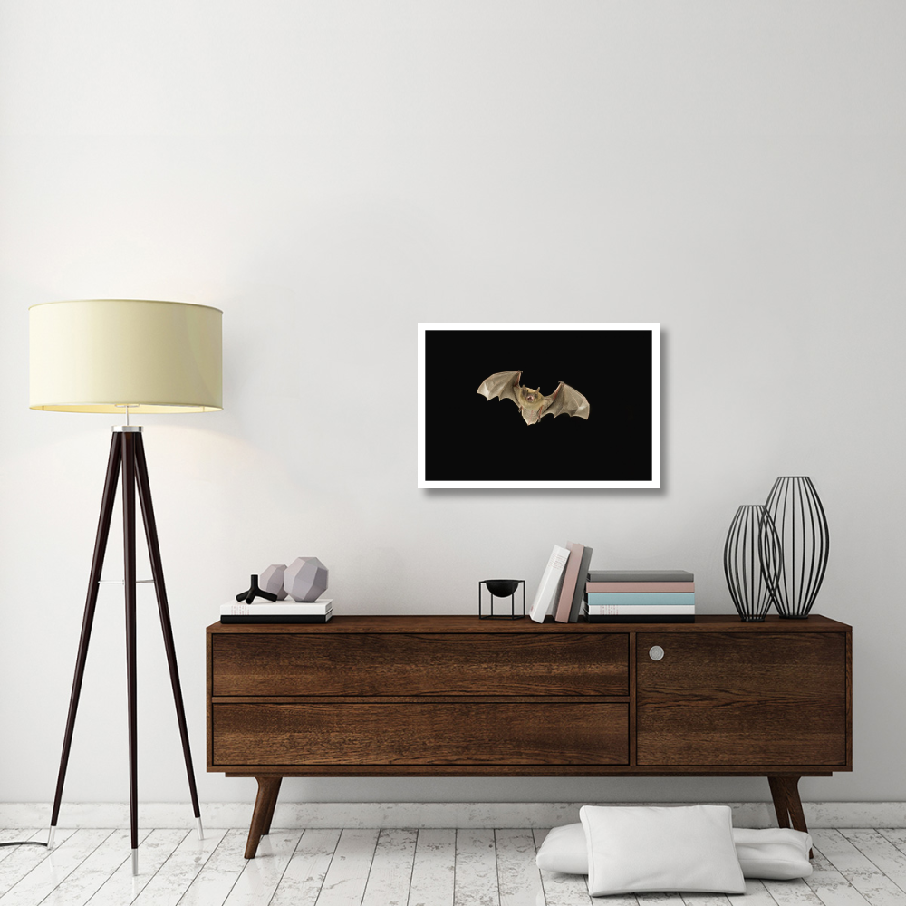 Little Brown Bat flying at night, Coconino National Forest, Arizona-Paper Art-32&quotx22"