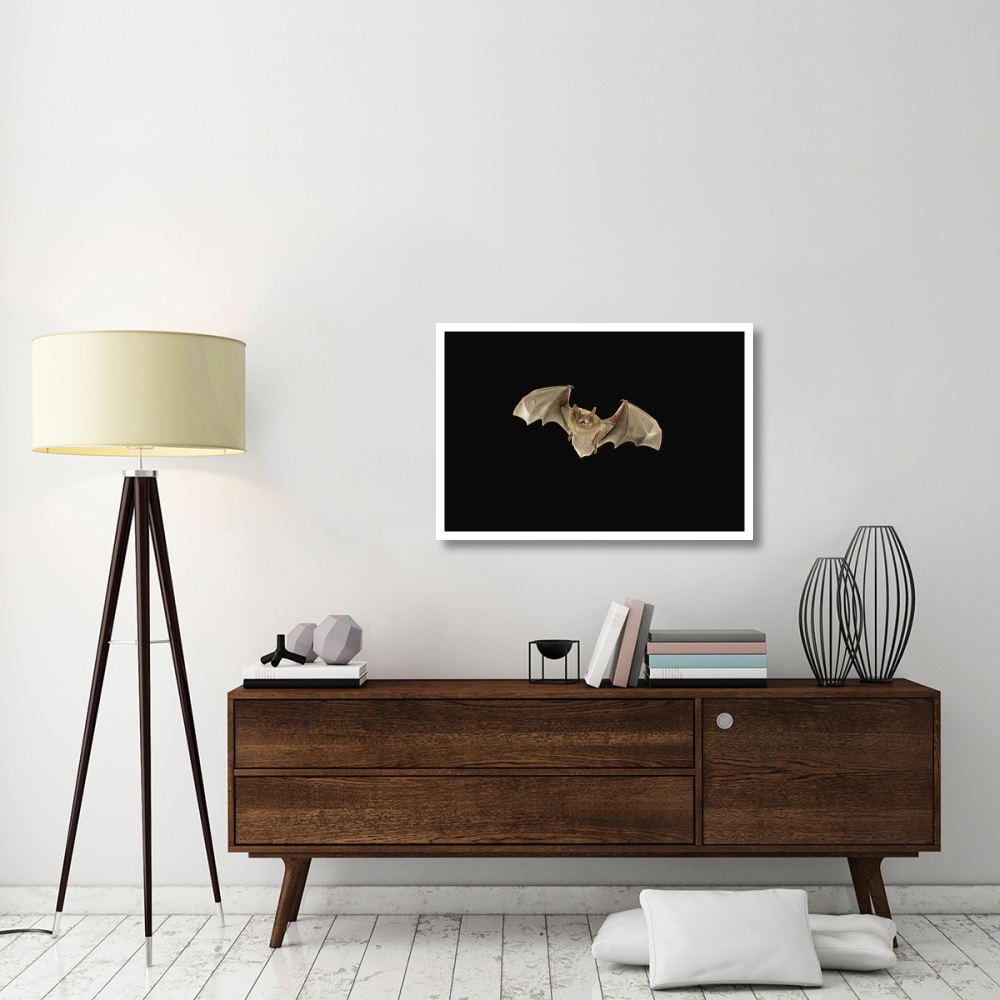 Little Brown Bat flying at night, Coconino National Forest, Arizona-Paper Art-38&quotx26"