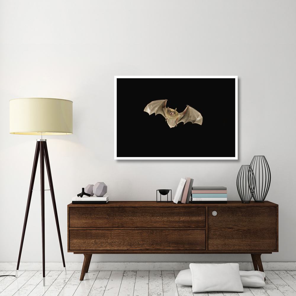 Little Brown Bat flying at night, Coconino National Forest, Arizona-Paper Art-50&quotx34"