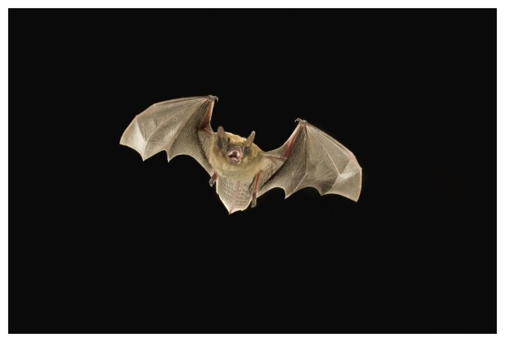 Little Brown Bat flying at night, Coconino National Forest, Arizona-Paper Art-62"x42"