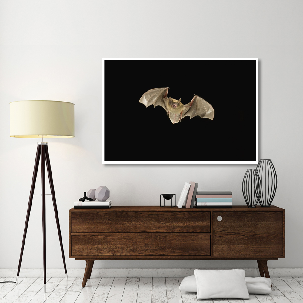 Little Brown Bat flying at night, Coconino National Forest, Arizona-Paper Art-62&quotx42"