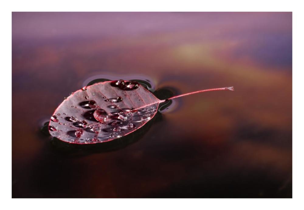 European Smoketree leaf floating with sunset reflections, western Oregon-Paper Art-26"x18"