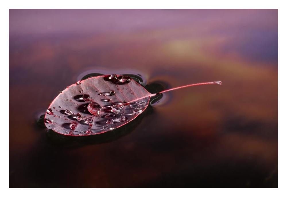 European Smoketree leaf floating with sunset reflections, western Oregon-Paper Art-32"x22"