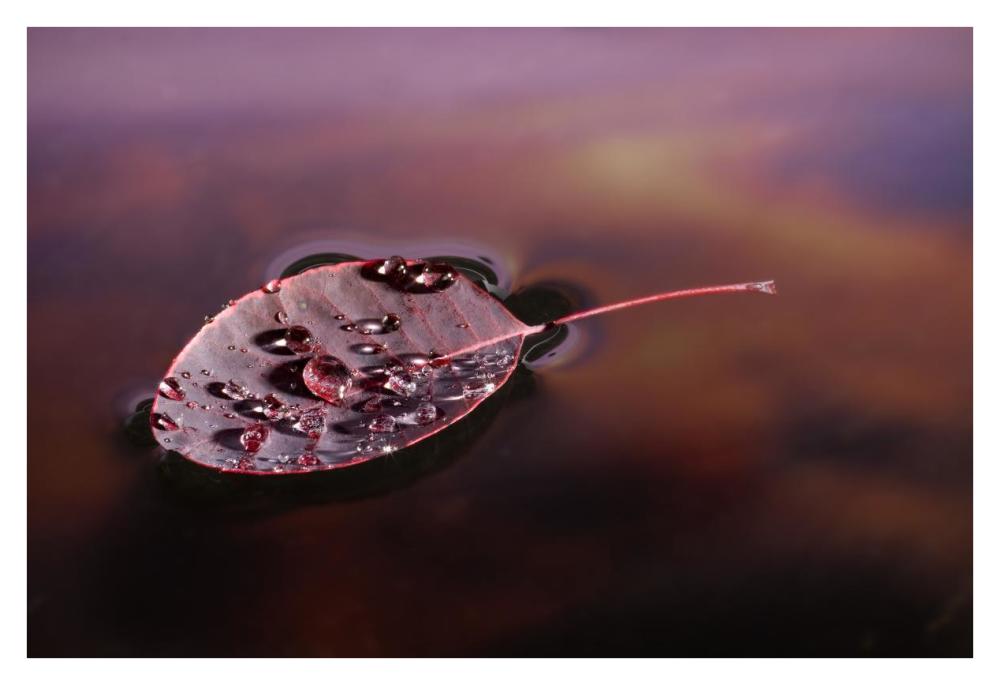 European Smoketree leaf floating with sunset reflections, western Oregon-Paper Art-38"x26"