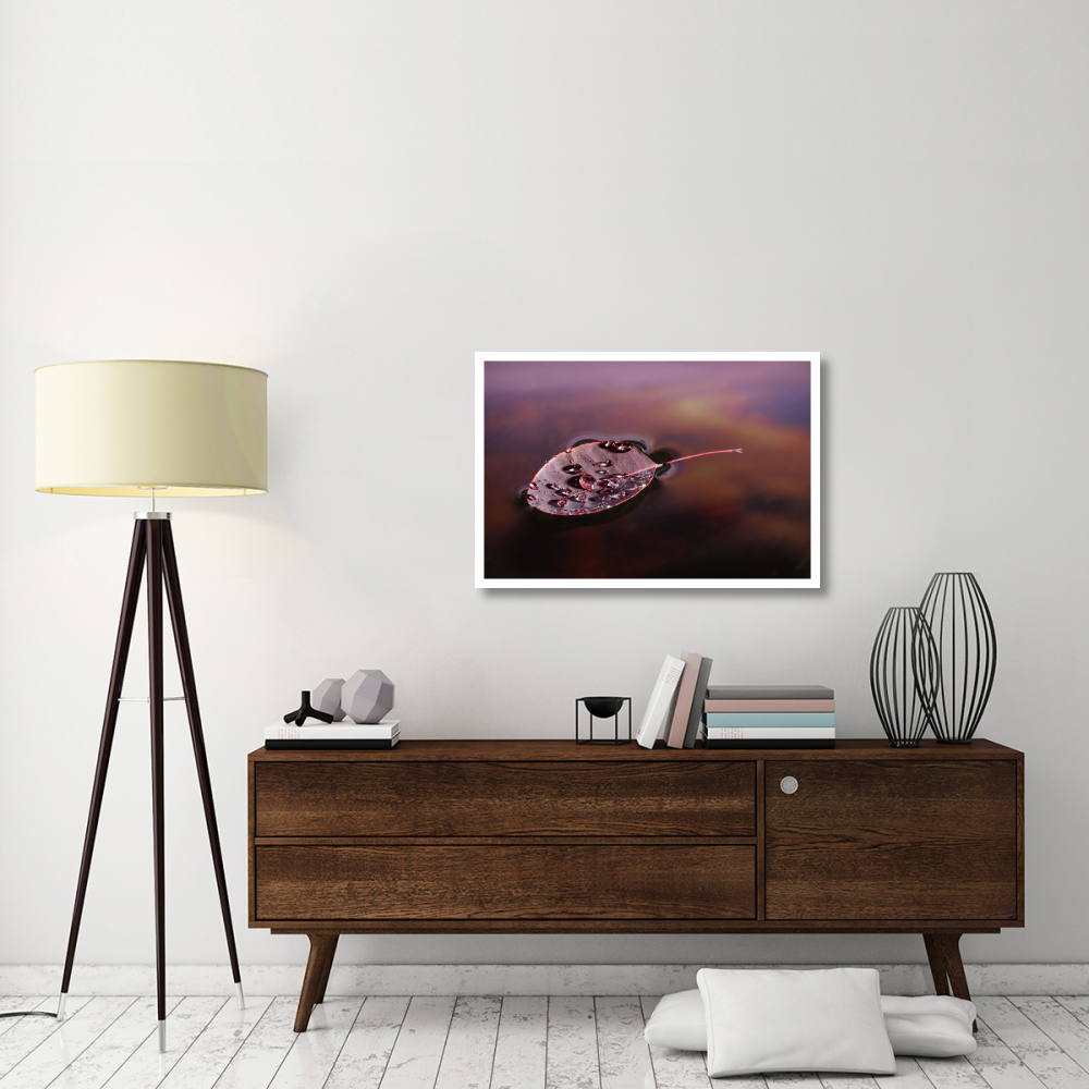 European Smoketree leaf floating with sunset reflections, western Oregon-Paper Art-38&quotx26"
