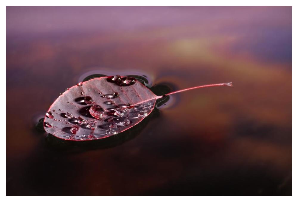 European Smoketree leaf floating with sunset reflections, western Oregon-Paper Art-50"x34"