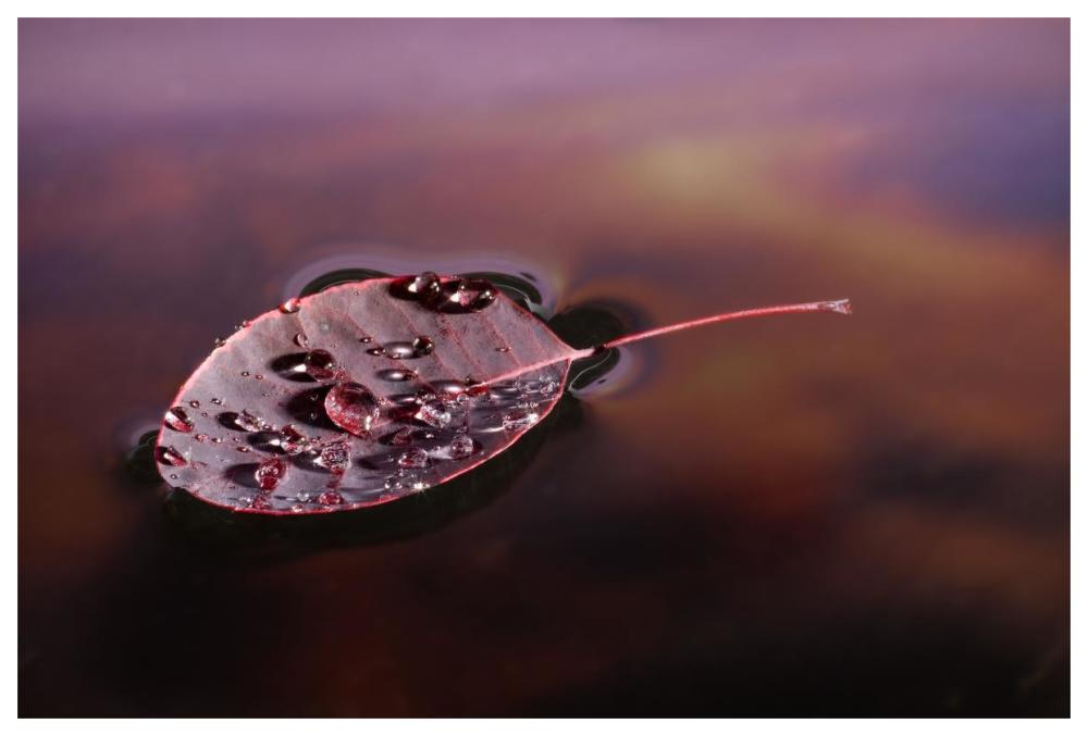European Smoketree leaf floating with sunset reflections, western Oregon-Paper Art-62"x42"