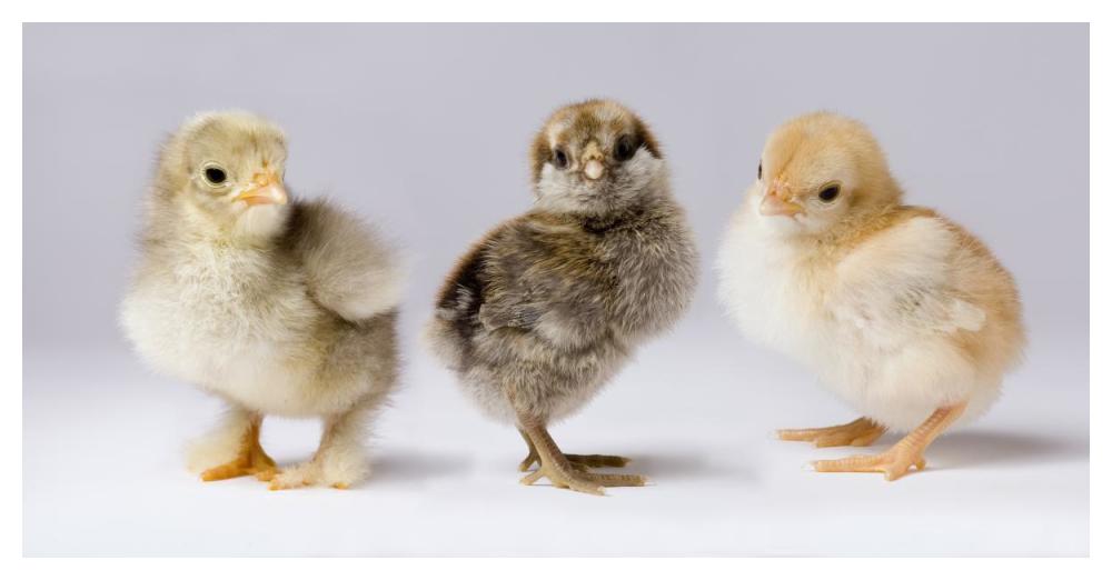 Domestic Chicken chicks showing genetic variation used to bring out traits that help poultry producers-Paper Art-50"x26"