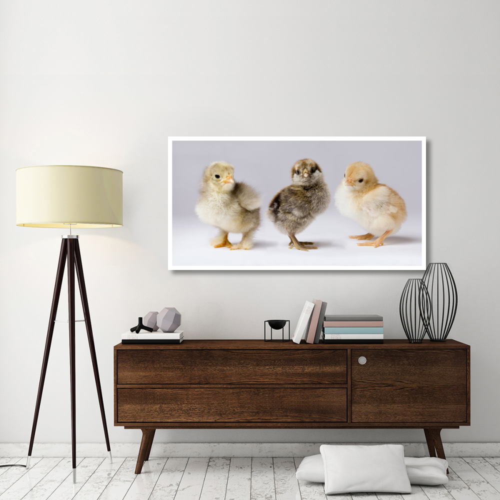 Domestic Chicken chicks showing genetic variation used to bring out traits that help poultry producers-Paper Art-62&quotx32"