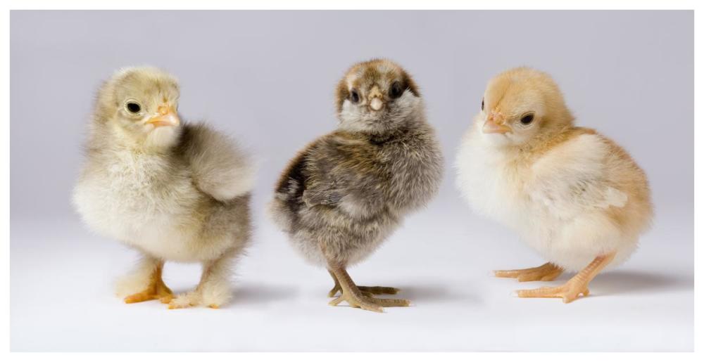 Domestic Chicken chicks showing genetic variation used to bring out traits that help poultry producers-Paper Art-74"x38"