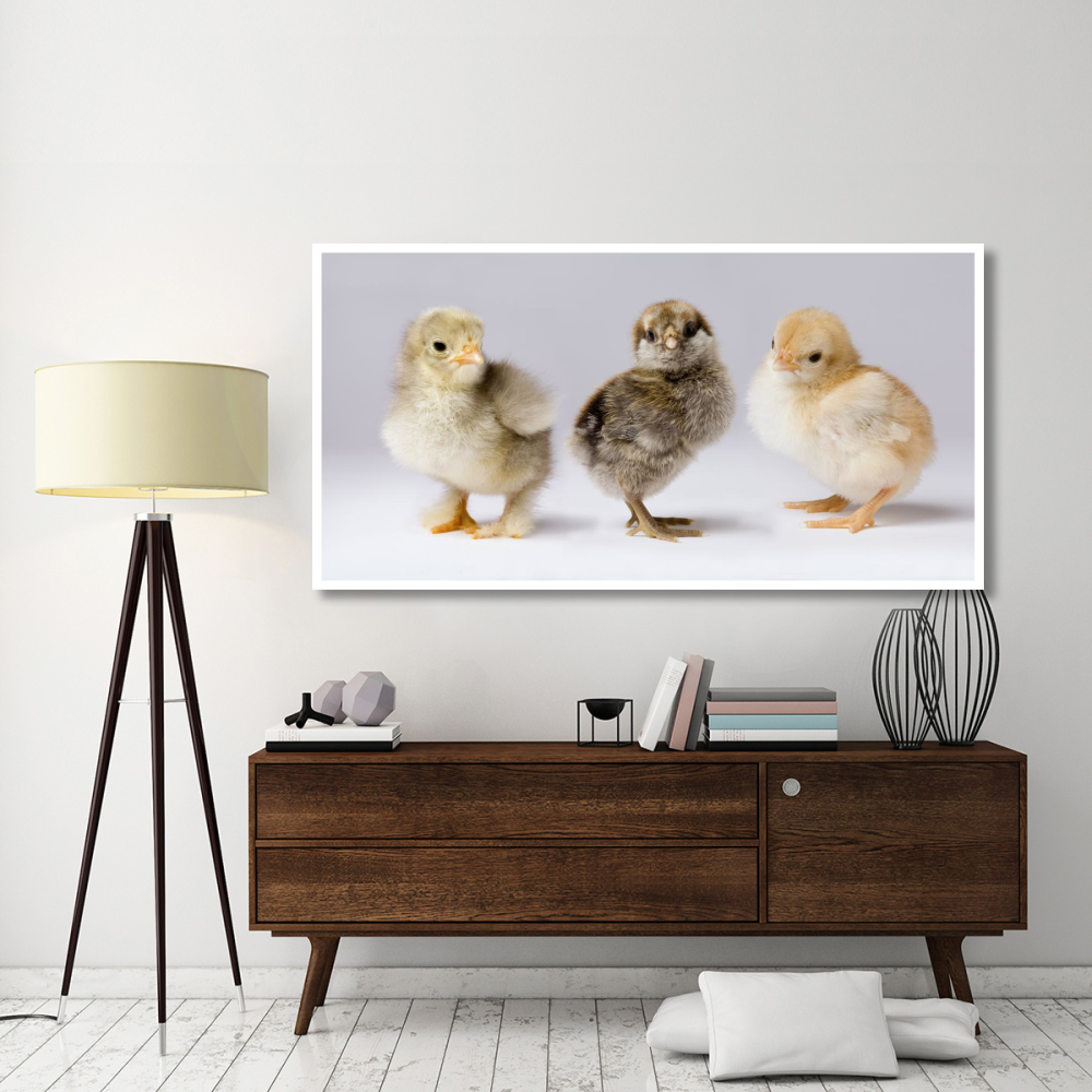 Domestic Chicken chicks showing genetic variation used to bring out traits that help poultry producers-Paper Art-74&quotx38"