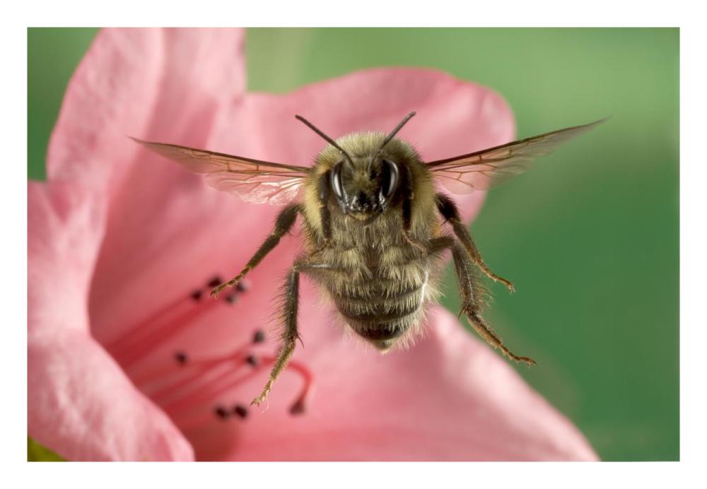 Bumblebee flying toward the camera after collecting nectar from a Rhododendron flower, northeast Oregon-Paper Art-26"x18"