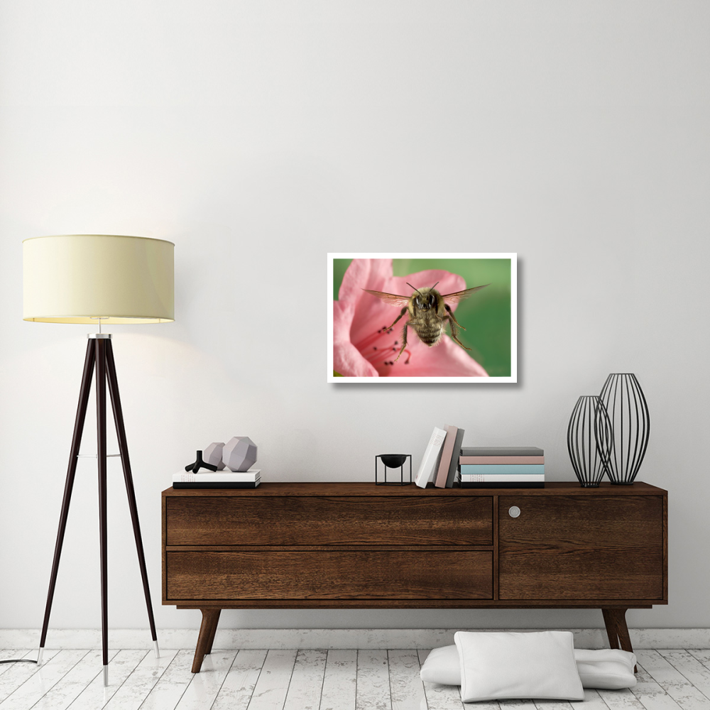 Bumblebee flying toward the camera after collecting nectar from a Rhododendron flower, northeast Oregon-Paper Art-32&quotx22"