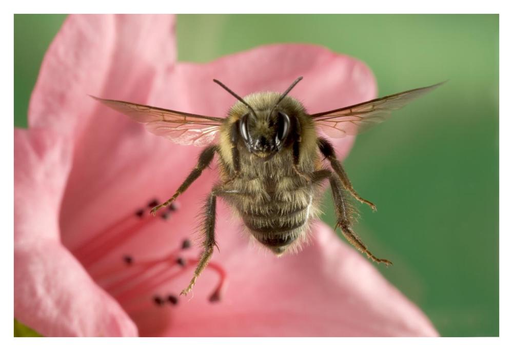 Bumblebee flying toward the camera after collecting nectar from a Rhododendron flower, northeast Oregon-Paper Art-38"x26"
