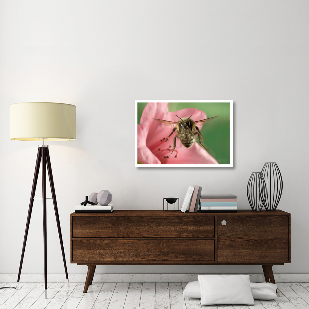 Bumblebee flying toward the camera after collecting nectar from a Rhododendron flower, northeast Oregon-Paper Art-38&quotx26"