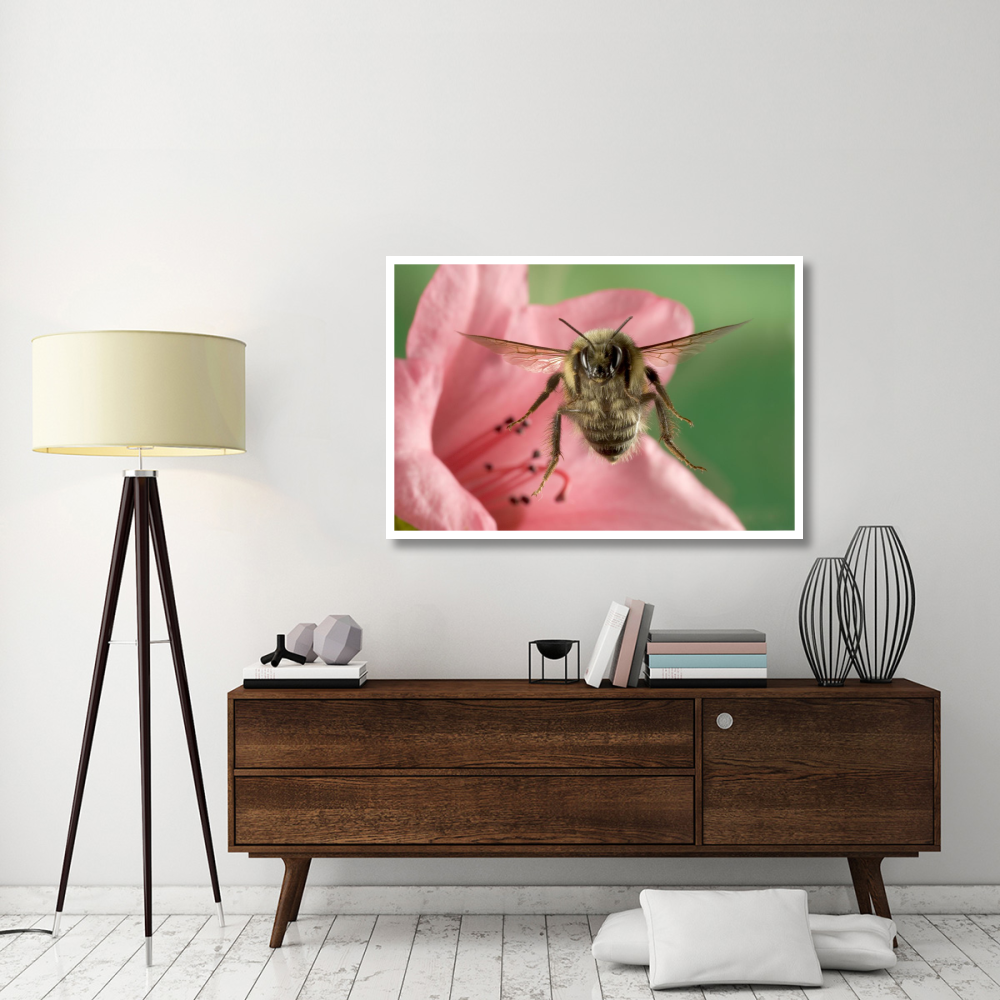 Bumblebee flying toward the camera after collecting nectar from a Rhododendron flower, northeast Oregon-Paper Art-50&quotx34"