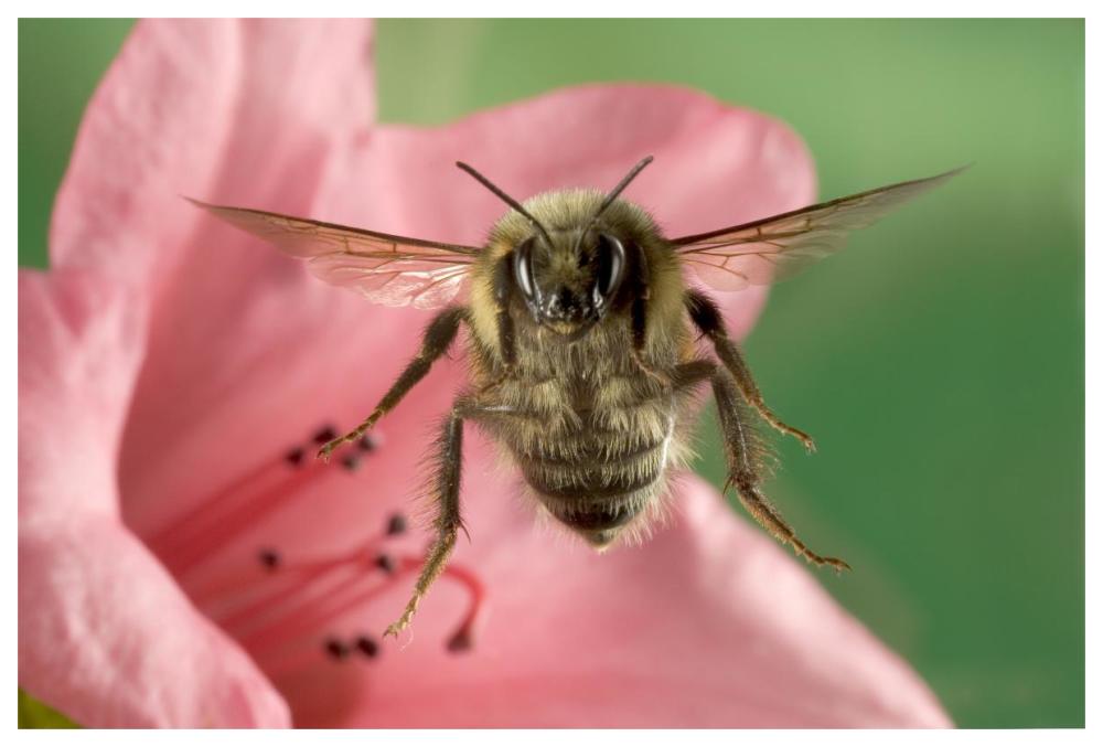 Bumblebee flying toward the camera after collecting nectar from a Rhododendron flower, northeast Oregon-Paper Art-62"x42"