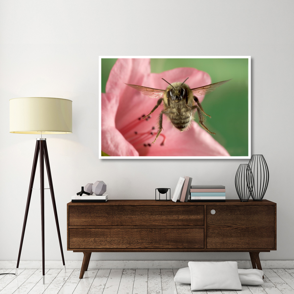 Bumblebee flying toward the camera after collecting nectar from a Rhododendron flower, northeast Oregon-Paper Art-62&quotx42"
