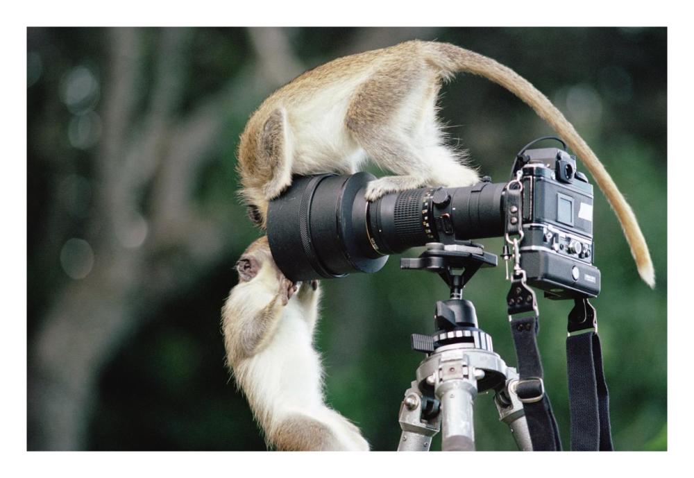 Black-faced Vervet Monkeys playing on camera and tripod, Barbados-Paper Art-26"x18"