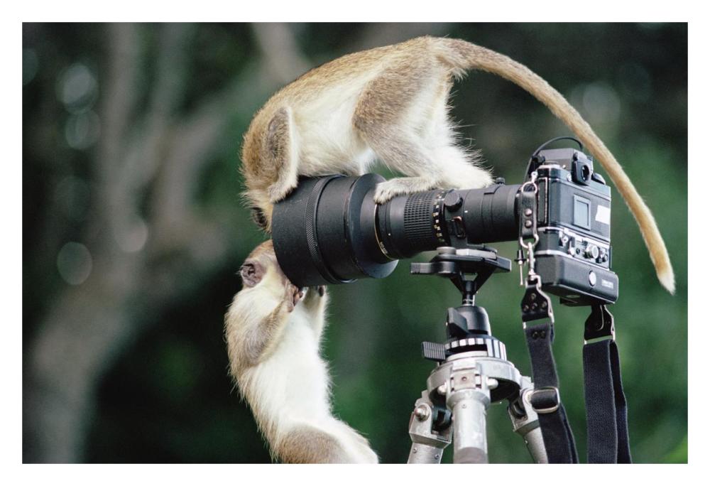 Black-faced Vervet Monkeys playing on camera and tripod, Barbados-Paper Art-32"x22"
