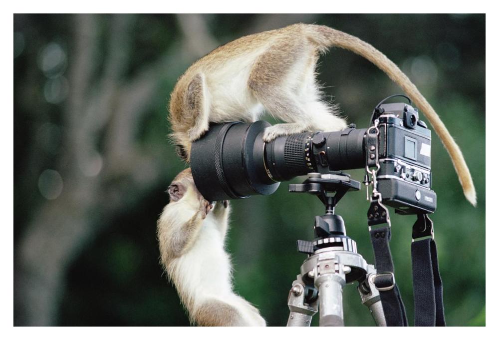 Black-faced Vervet Monkeys playing on camera and tripod, Barbados-Paper Art-38"x26"