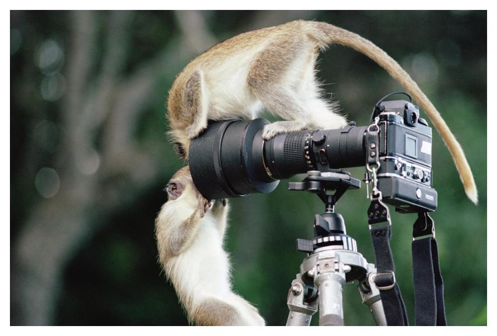 Black-faced Vervet Monkeys playing on camera and tripod, Barbados-Paper Art-50"x34"